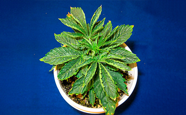 Куст конопли под тепловым стрессом Закрученные сохнущие листья конопли