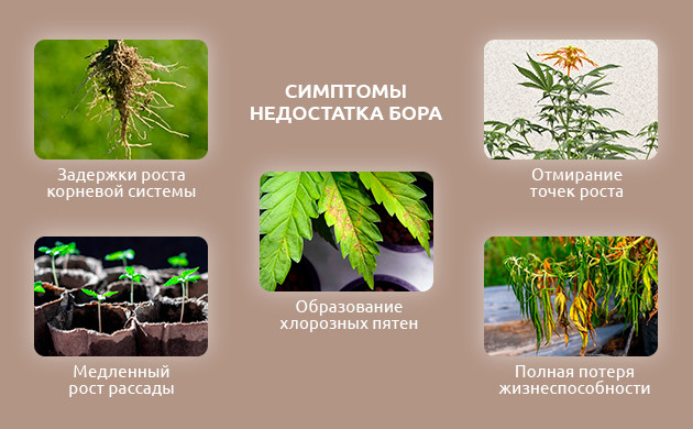 Признаки нехватки бора у конопли Как определить дефицит бора у конопли