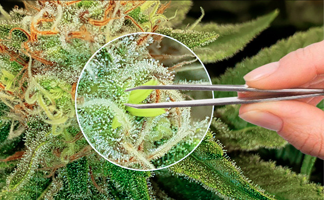 Удаление мужских гроздьев с гермафродита Устранение мужского соцветия пинцетом