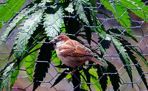 Защита конопли содовой сеткой