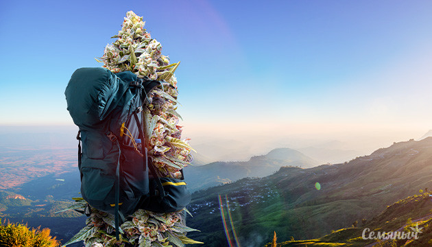 Путешествие с каннабисом Путешествующая конопля