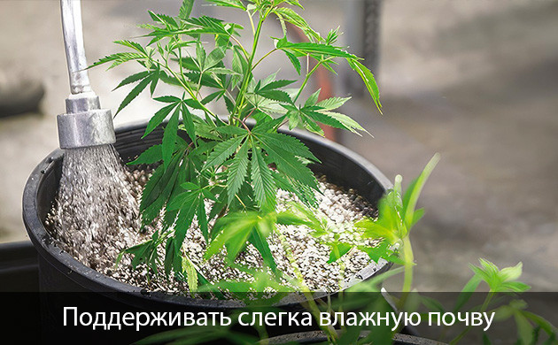 Дефицита калия из-за сухой почвы Причины нехватки калия у конопли