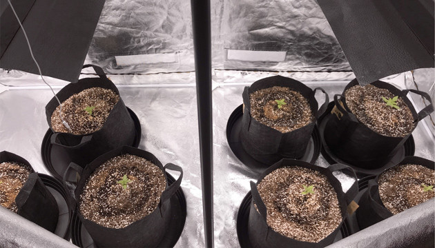 Рост кустов на 2 неделе составляет 10 см Вторая неделя стадии вегетации