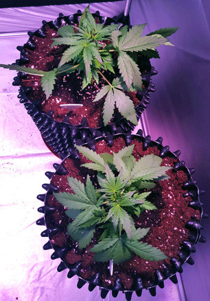 Подкормка Auto White Widow со второй недели 2 кустика конопли Auto White Widow