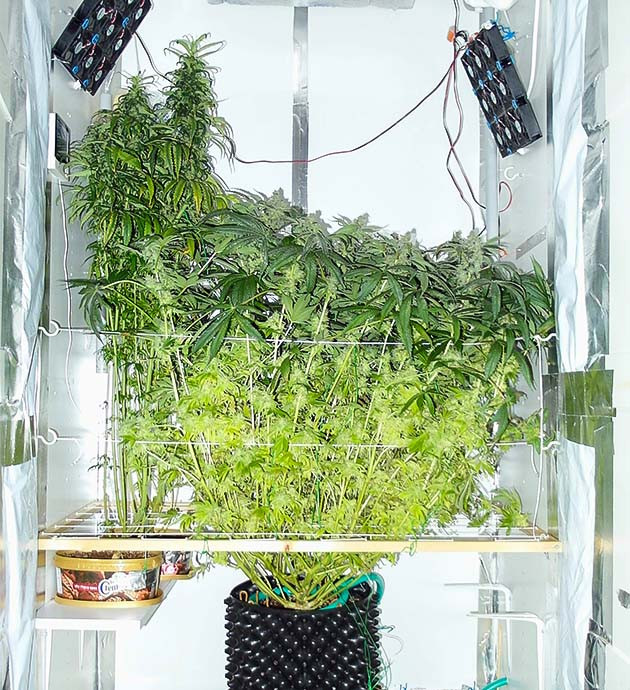 Цветение куста Pineapple Chunk Куст Pineapple Chunk на цветении