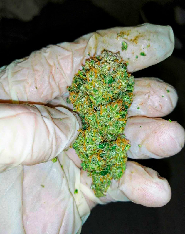 Сбор урожая с кустов Alpha 21 Сбор урожая Alpha 21