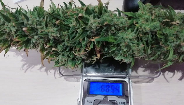 Сбор урожая Шишка Т-34 на весах