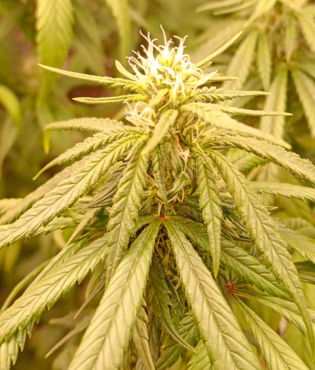 Развитие соцветий и небольшое скручивание листвы Куст Gelato 2 Auto от сидбанка Семяныч на 8 неделе