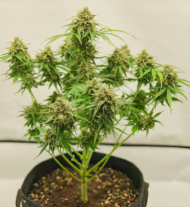 Харвест Подготовка к сбору урожая