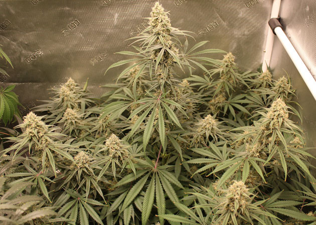 Развитие трихом куста Shiskaberry Развитие трихом растения каннабиса Shiskaberry