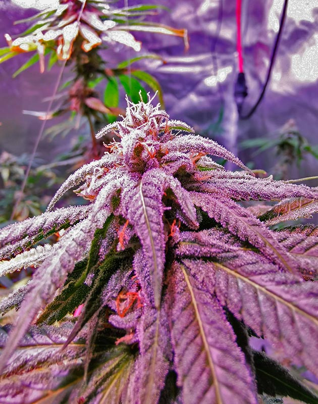 Последняя порция питания Куст Gorilla Glue на 15-16 неделе выращивания