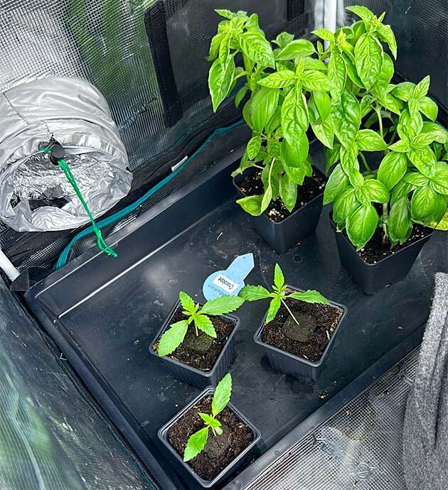 Проращивание и полив каннабиса Ростки RS11 x Banana OG на 1 неделе выращивания