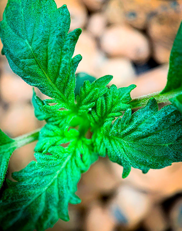 Проращивание семян конопли Auto Cinderella Jack Проращивание Auto Cinderella Jack