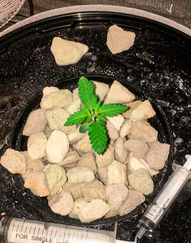 Конопля в DWC системе Росток сорта Shiskaberry