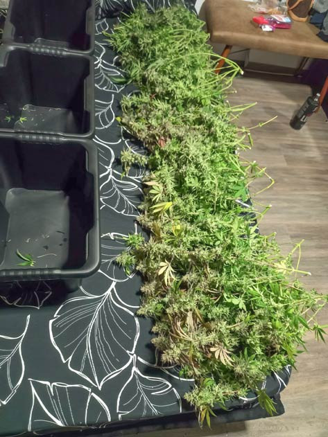 Промывка и сбор HighCloudZ HighCloudZ: сушка и пролечка завершены