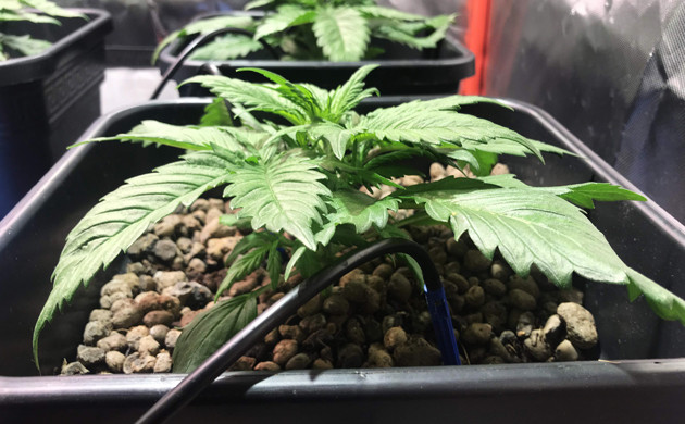 Первая неделя выращивания марихуаны сорта + Speed Auto Первая неделя выращивания конопли