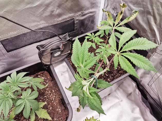 Проблемы с освещением и питанием Подготовка к LST для Poddy Mouth