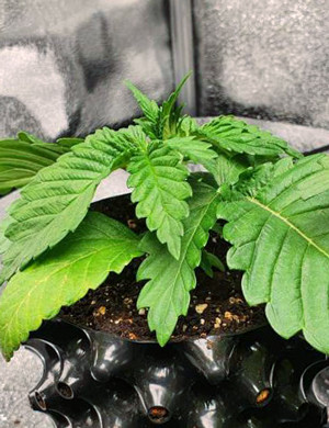 Начало подкормки кустов Здоровый зеленый куст