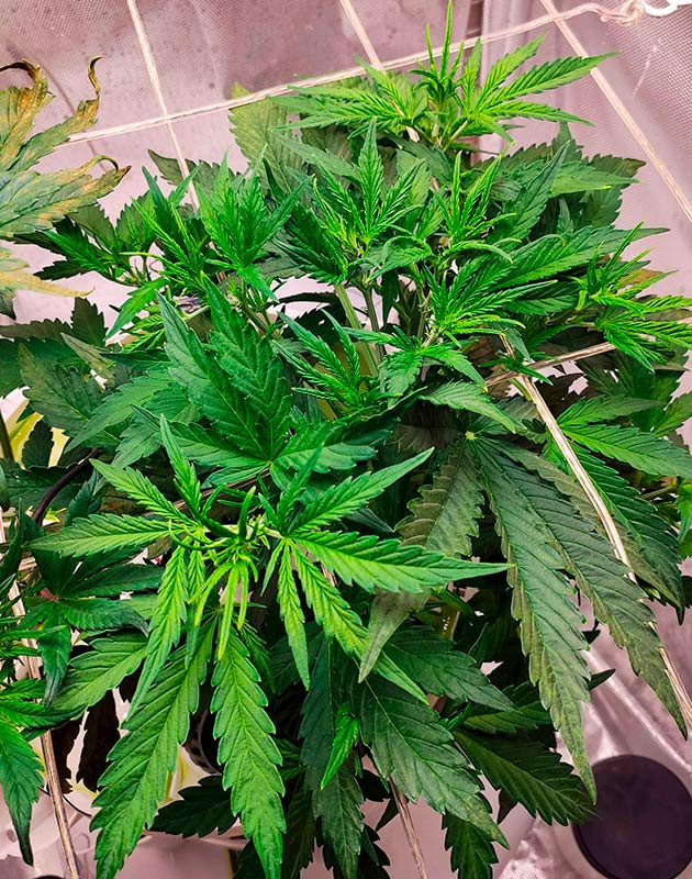 Auto Chocolate Skunk на вегетации Выращивание куста Auto Chocolate Skunk