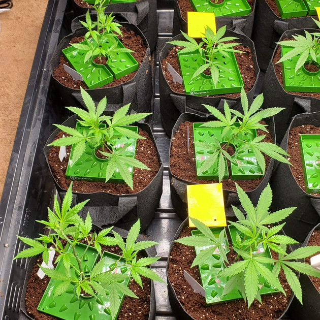 Пересадка в большие горшки Горшки с автополивом