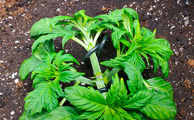 Метод LST в конце третьей недели Подгибание ветвей садовыми колышками