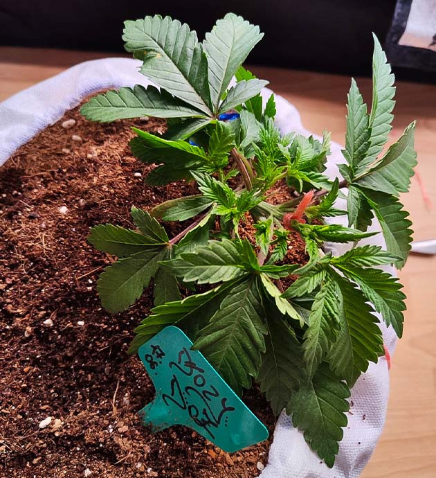 Тренировка растения Dozy Doz Подготовка куста Dozy Doz к цветению