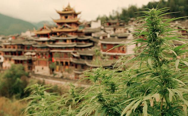 Марихуана как средство для лечения множества недугов Китай (примерно с 2700 г. до н. э.)