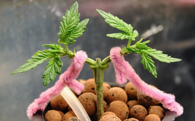 Исопльзование техники LST Gorilla Glue Auto после техники LST