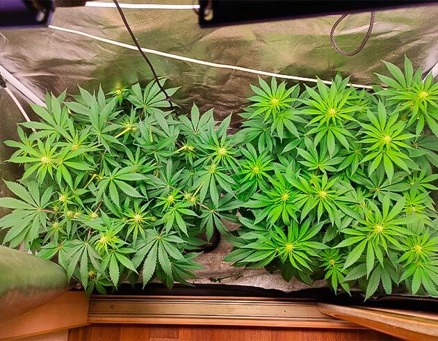 Рост и цветение марихуаны Кусты Black Widow на стадии цветения