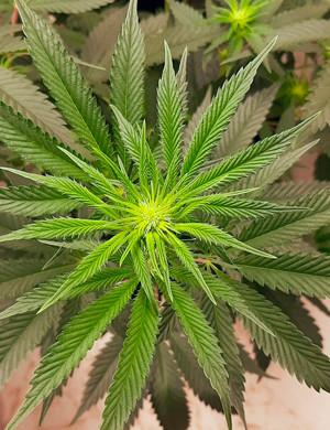 Третья неделе цветения Место формирования шишки на кусте