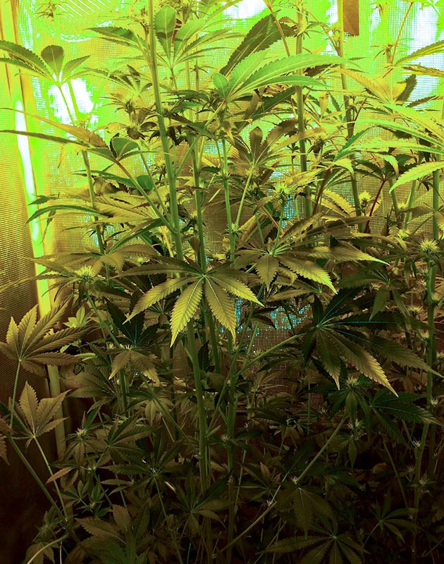 Применение техники HST Gorilla Glue #4 ростом 140 см