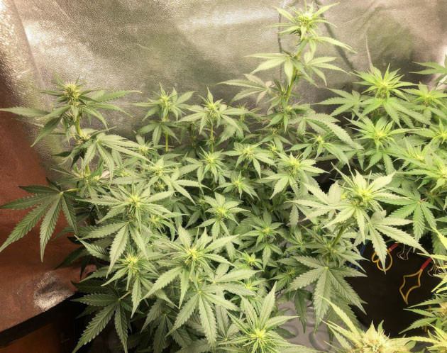 Улучшение вкуса Pink Rozay Auto с Simplex Taste Треугольная форма куста Pink Rozay Auto