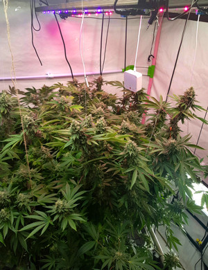 Появление запаха в боксе Кусты под красным светом