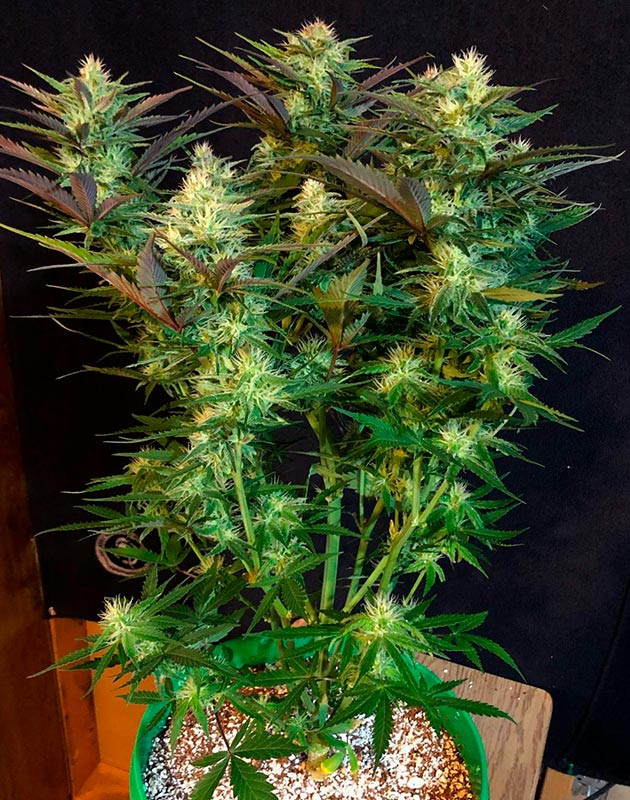 Подкормка новым питательным раствором на 8 неделе Куст с фиолетовыми листьями