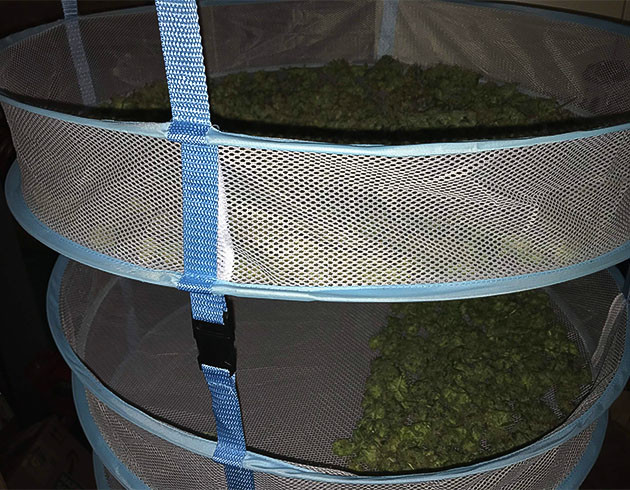 Свойства соцветий Bruce Banner после харвеста Сбор урожая с куста Bruce Banner