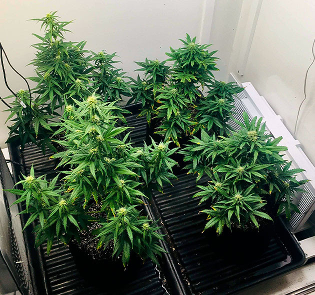 Продолжение проблем с переизбытком калия Кусты Smoothie Auto разной высоты