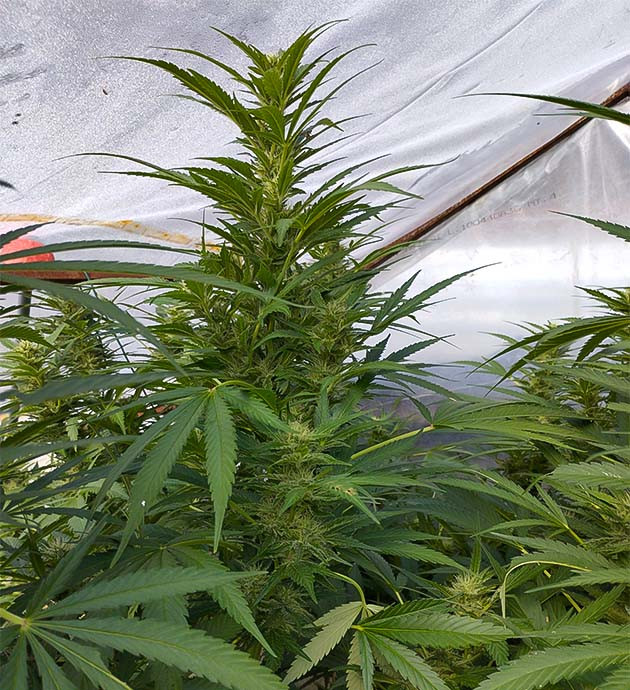 Развитие Runtz Fast Flowering на цветении Удобрение Runtz Fast Flowering на цветении