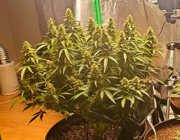 Падение pH на 12 неделе Набор массы шишек