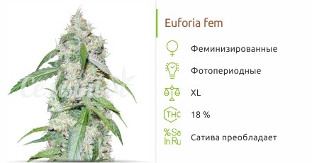 Сорт конопли Euforia Euforia fem (Семяныч)
