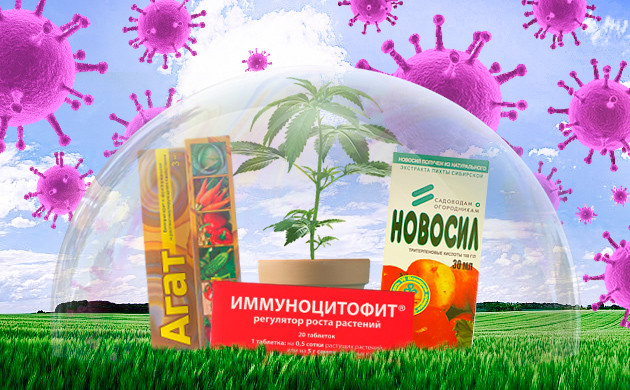 Препараты для иммунитета конопли Иммуномодуляторы Агат и Новосил