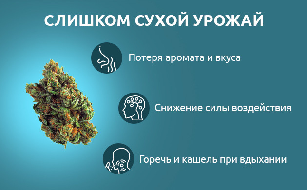 Причины сухости соцветий Сухое соцветие