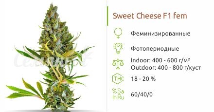 Сорт конопли Sweet Cheese F1 Fast Version fem Sweet Cheese F1 Fast Version fem (Sweet Seeds)