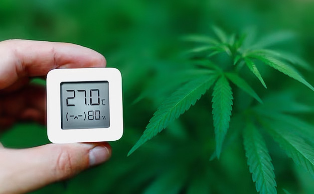 Влажность для клонов конопли Температурные условия при клонировании каннабиса