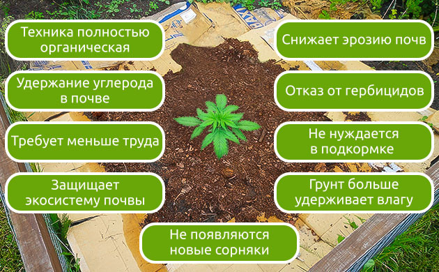Плюсы метода No-till Органическое выращивание каннабиса