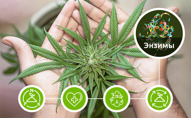Роль энзимов в выращивании каннабиса Роль энзимов в выращивании марихуаны