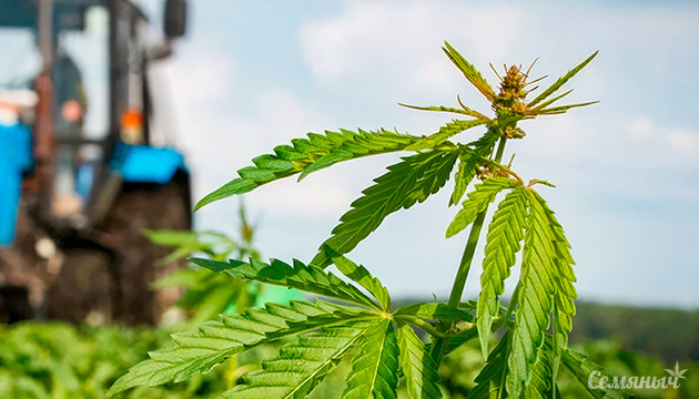 Конопля для очистки воздуха Российские ученые предложили очищать воздух коноплей