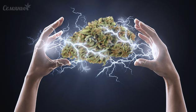 Подборка убойных сортов марихуаны Убойные сорта марихуаны