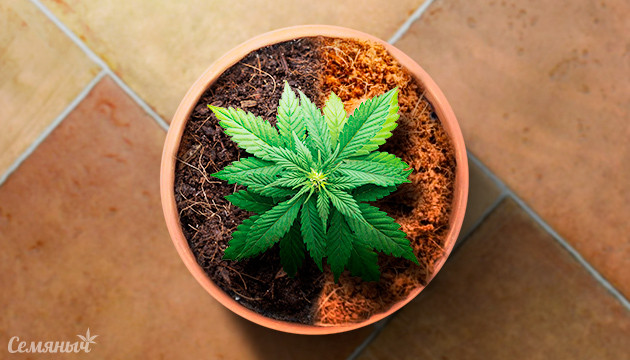 Выращивание конопли в кокосовом волокне или торфяном мхе торфяной мох и кокосовая койра для конопли