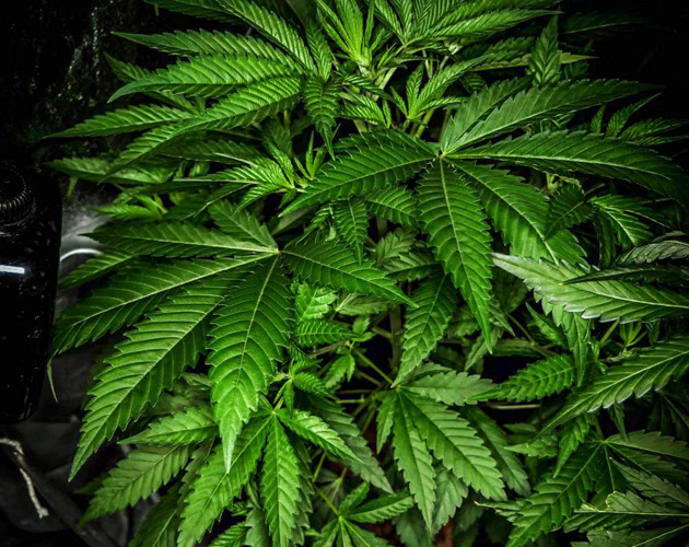 Пятая неделя стадии вегетации Стадия вегетации