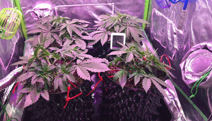 Применение техники LST при выращивании Использование LST тренировки